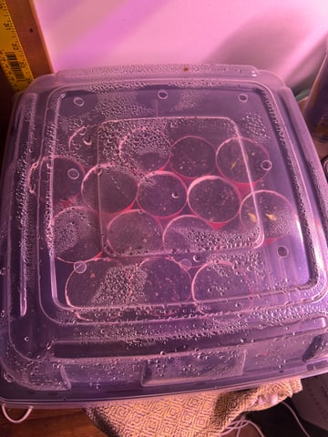 Gigawatt  — auto, day 68