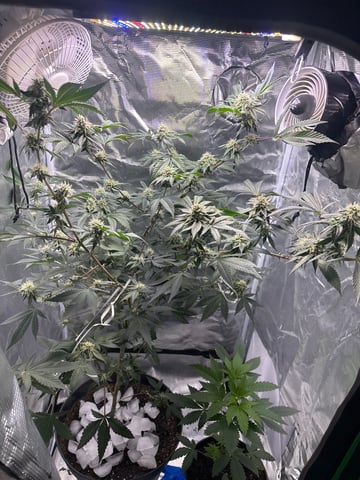 bonez #1 — flower, day 47