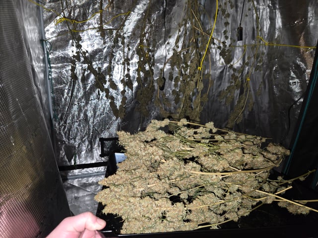 Big Momma Blue Dream 