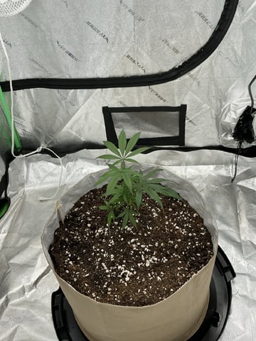 Crucible — vegetative, day 6