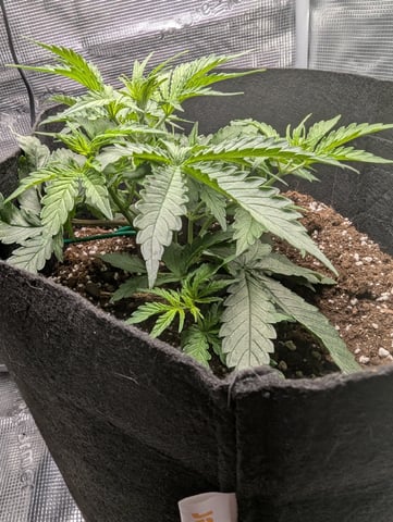 Pineapple Express  — vegetative, day 22