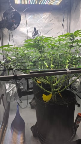 ethos genetics  — flower, day 86