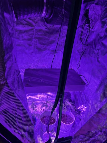 Veg And Auto-Bloom Room — vegetative, day 3