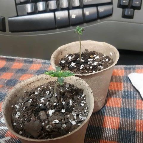 Moving On — vegetative, day 10