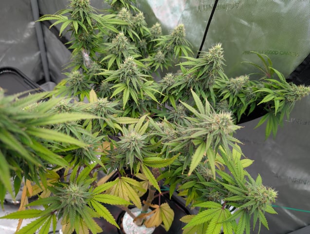 Black African Magic — flower, day 100