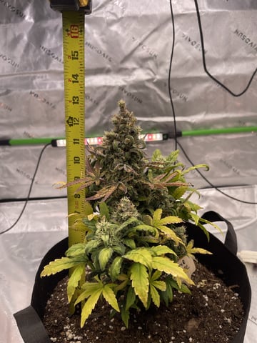 Phx_Freedom — flower, day 36