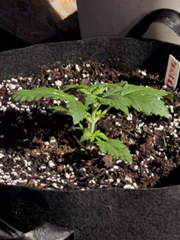 Rc Exotics — vegetative, day 18