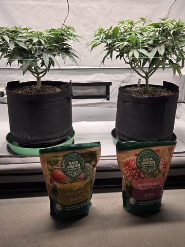 Zoap & Mimosa x OrangePunch — vegetative, day 64