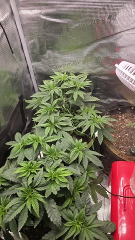 Blueberry Swirl — vegetative, day 27