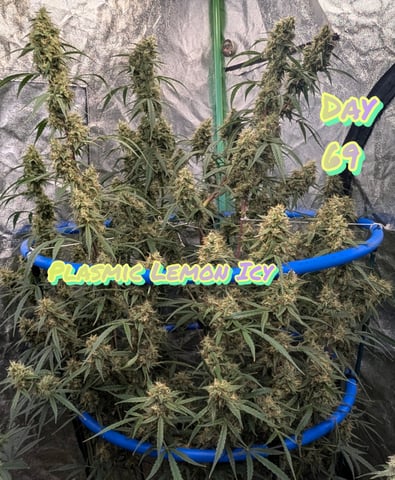 Mixed Grow — flower, day 83
