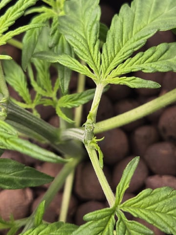 BABY SISTER — vegetative, day 32