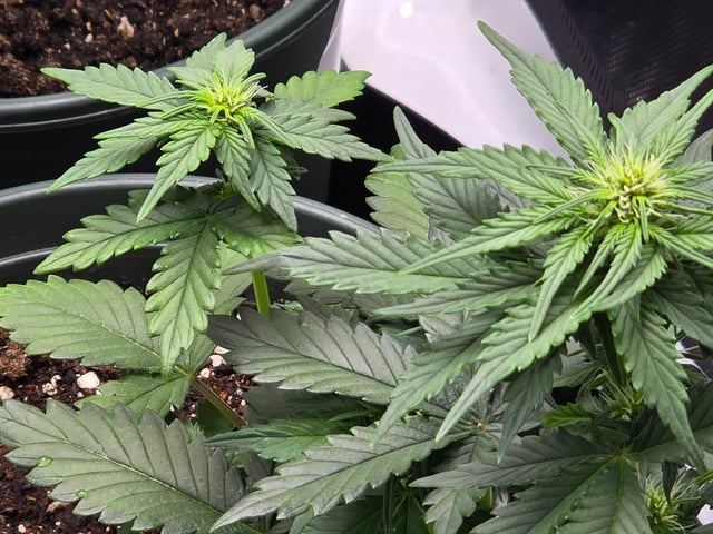 Fast Buds - Purp Lemonade — flower, day 32