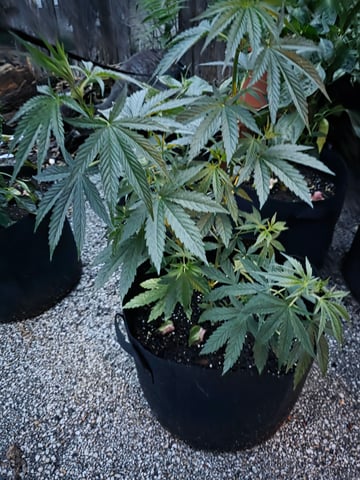 lemon drizz — vegetative, day 33