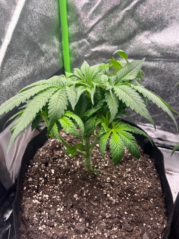 My First Four — flower, day 55