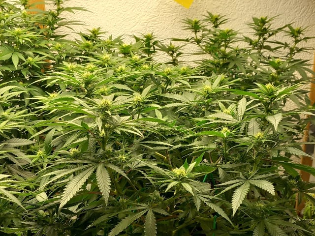 10x Critical Feminisiert from Ganjafarmerseeds  — flower, day 86