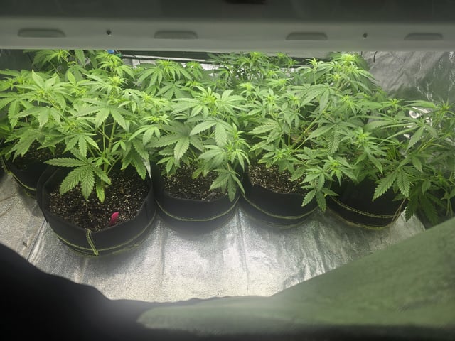 3rd Auto Grow — vegetative, day 52
