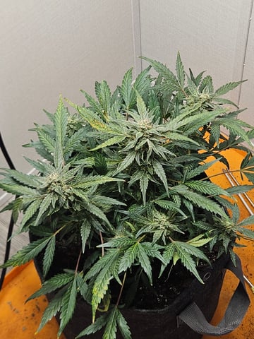 Mango Runtz — flower, day 75