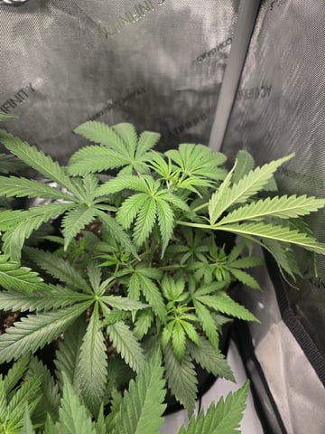 Coco Grow — vegetative, day 39