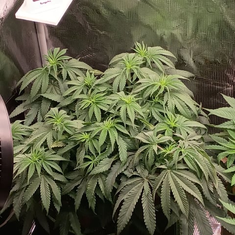 TentPlantLightFan