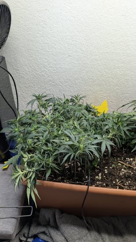 Quick Auto Summer Grow — flower, day 41