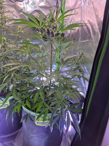 First "Auto" Grow — flower, day 40