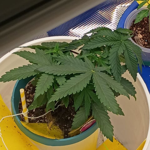 TentPlantLightFan — vegetative, day 34