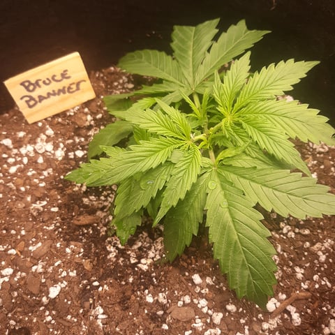 Next Attempt  — vegetative, day 22