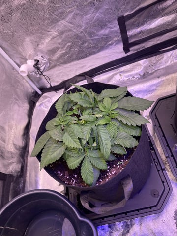 1st Ever Grow (GodFather OG) (Coco) — vegetative, day 29