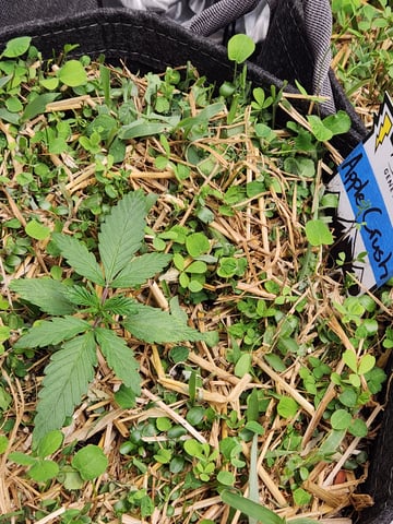 Mephisto Apple Crush and Pop tart OG in Nature's Living Soil.  — seedling_rooting, day 17