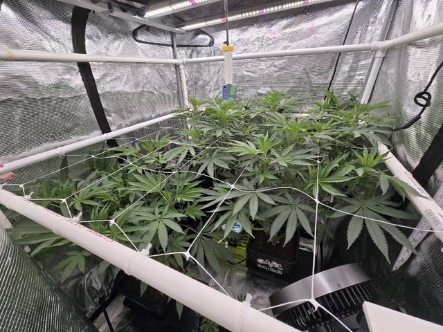 Grow 5.o — flower, day 53