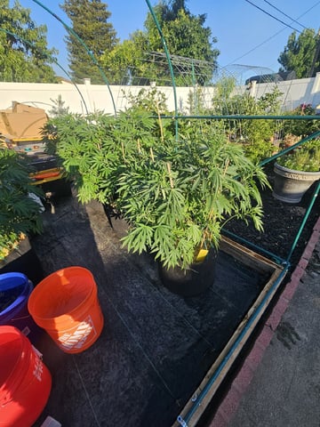 Sour Headies/OGBX1 — vegetative, day 29