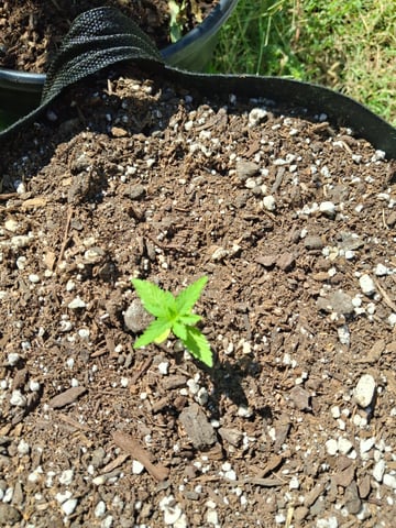first auto flower grow...royal queen seeds purple matic