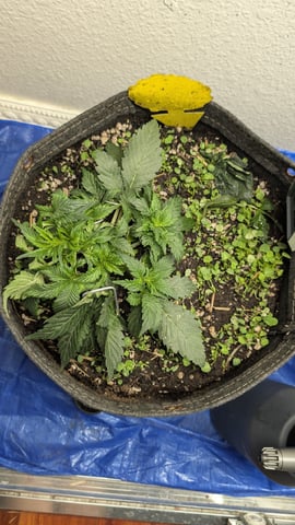 mephisto winter 2026 — flower, day 29