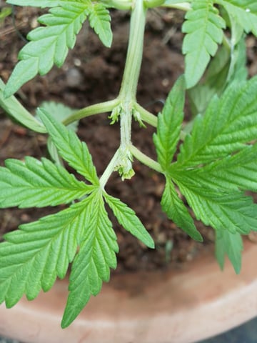 My 1st grow 2 big pots 9 small containers — vegetative, day 21