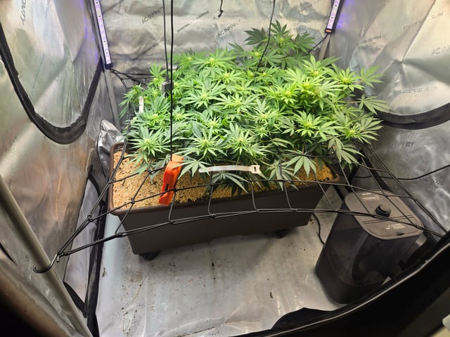 White rhino — flower, day 64