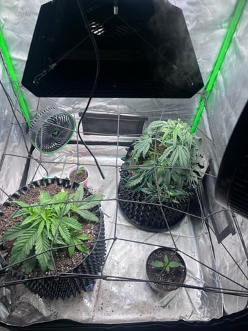 strawberry cough — vegetative, day 68