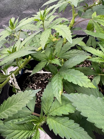 grow tent  — vegetative, day 7