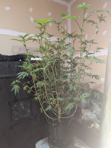 EG/SM/SG/CW — flower, day 78