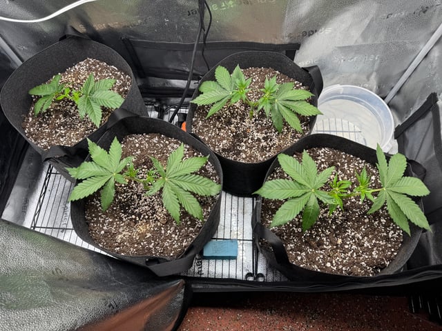 Garden of Weed’n 3.0 — vegetative, day 26