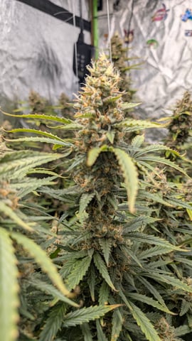 Strawberry Cheesecake Seedsman Seeds Autoflowers x2 — flower, day 90