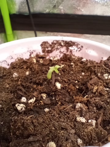 All Aboard!!! — seedling_rooting, day 4