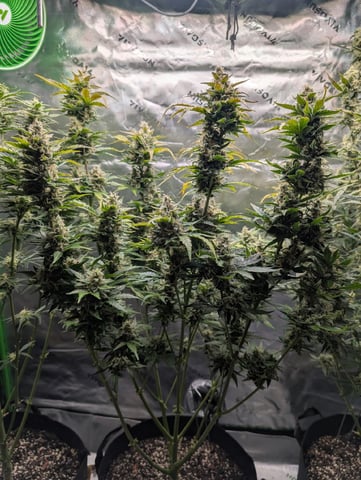 Winter Garden — flower, day 64
