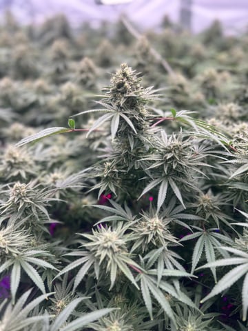 zunami s1 grounded genetics  — flower, day 78