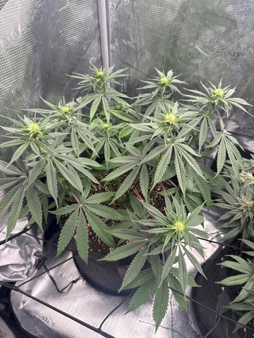 Gorilla Runtz — flower, day 49