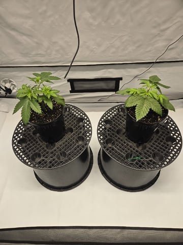 Zoap & Mimosa x OrangePunch