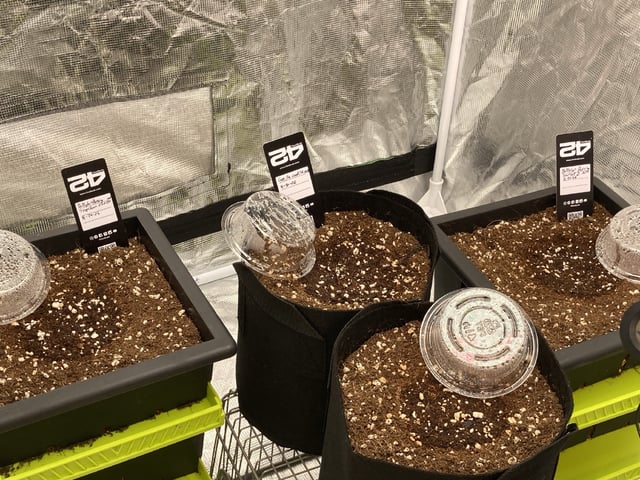 Mini Grow Off