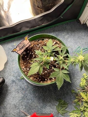 Mephistos Auto  — auto, day 37