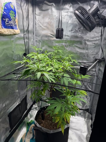  Apple fritter  Clones round two — vegetative, day 137