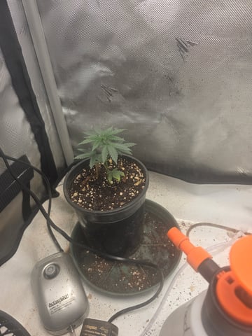 Technically 3rd grow (1st documented) — germination, day 42