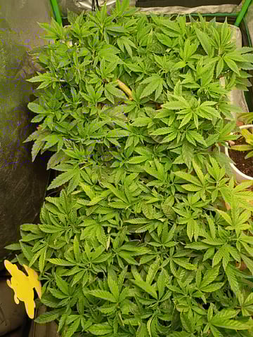 Purple Plum Perfect 💜 & 2 Grape Runtz 🍇 Mainlining garden.  — vegetative, day 153